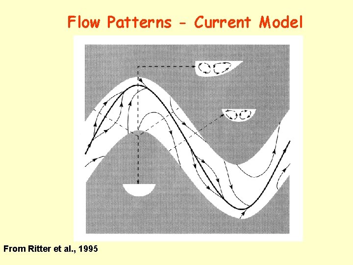 Flow Patterns - Current Model From Ritter et al. , 1995 