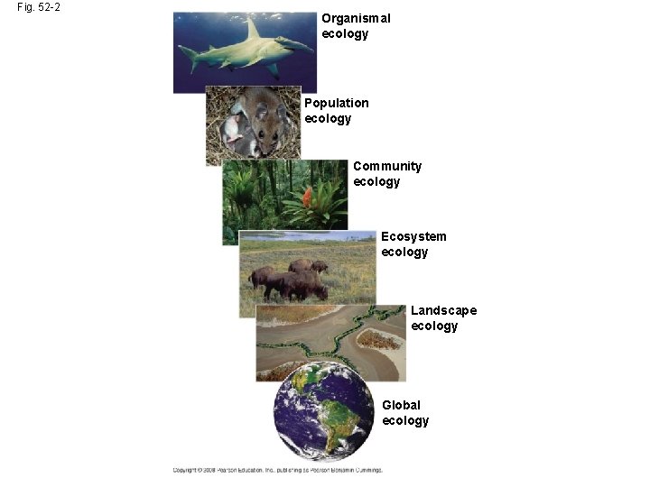 Fig. 52 -2 Organismal ecology Population ecology Community ecology Ecosystem ecology Landscape ecology Global