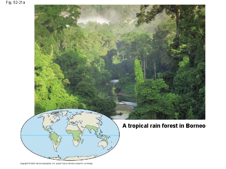 Fig. 52 -21 a A tropical rain forest in Borneo 