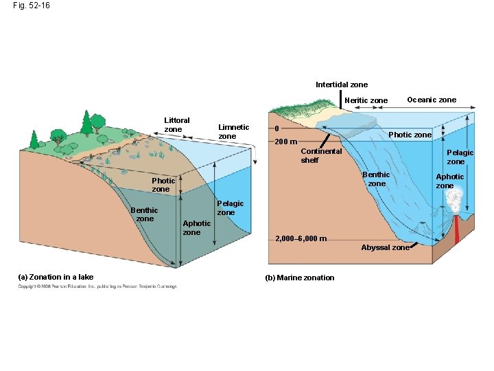 Fig. 52 -16 Intertidal zone Oceanic zone Neritic zone Littoral zone Limnetic zone 0