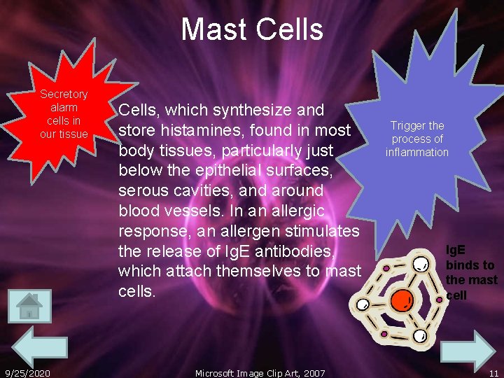 Mast Cells Secretory alarm cells in our tissue 9/25/2020 Cells, which synthesize and store