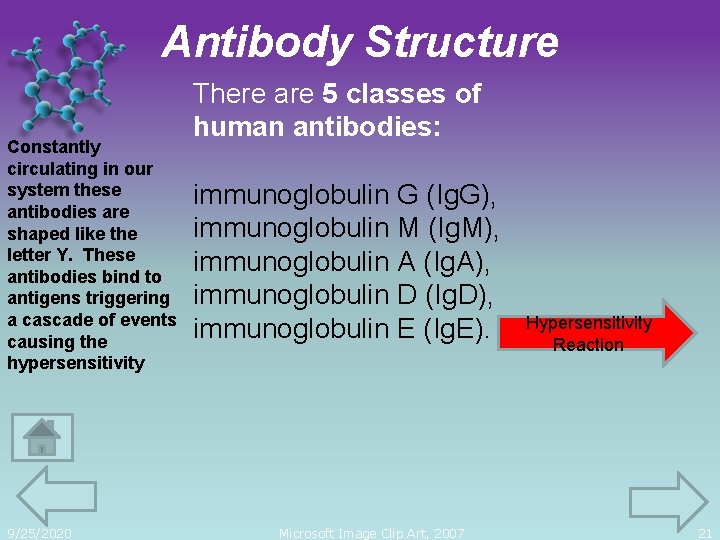 Antibody Structure Constantly circulating in our system these antibodies are shaped like the letter