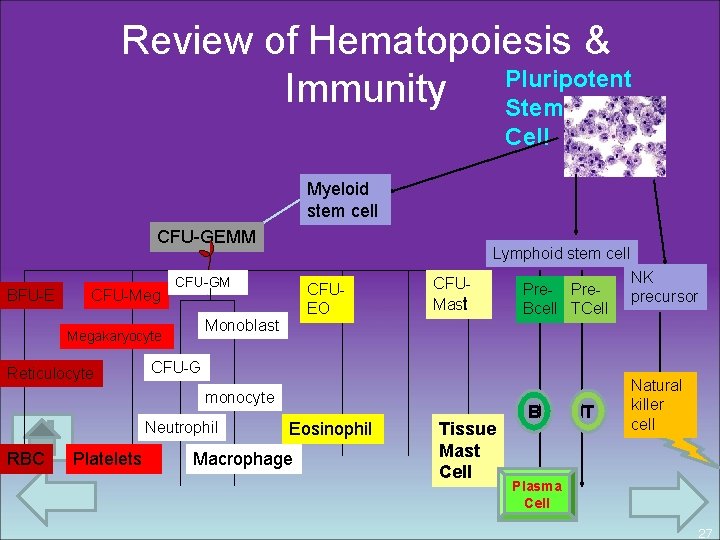 Review of Hematopoiesis & Pluripotent Immunity Stem Cell Myeloid stem cell CFU-GEMM BFU-E CFU-Meg