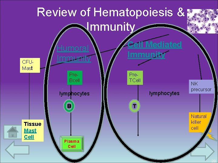 Review of Hematopoiesis & Immunity CFUMast Humoral Immunity Pre. Bcell Cell Mediated Immunity Pre.