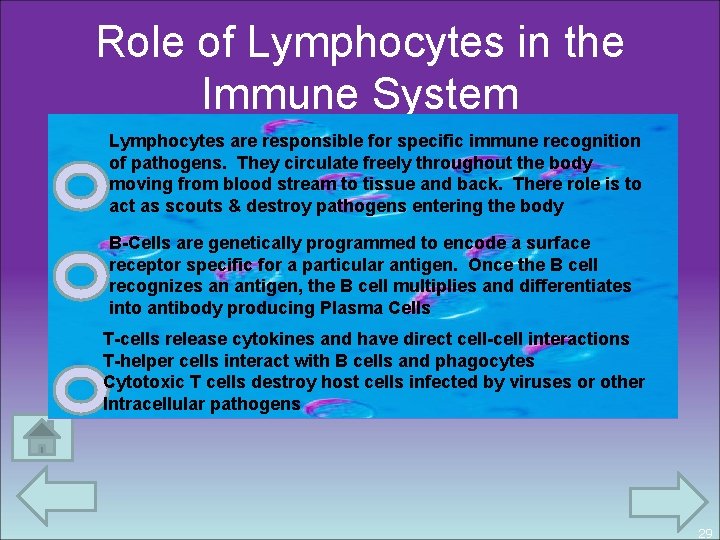 Role of Lymphocytes in the Immune System Lymphocytes are responsible for specific immune recognition