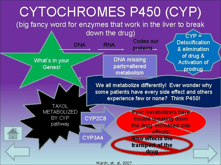 CYTOCHROMES P 450 (CYP) (big fancy word for enzymes that work in the liver