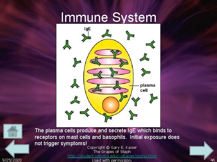 Immune System The plasma cells produce and secrete Ig. E which binds to receptors