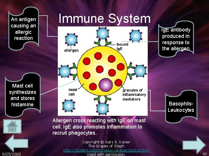 An antigen causing an allergic reaction Immune System Ig. E antibody produced in response