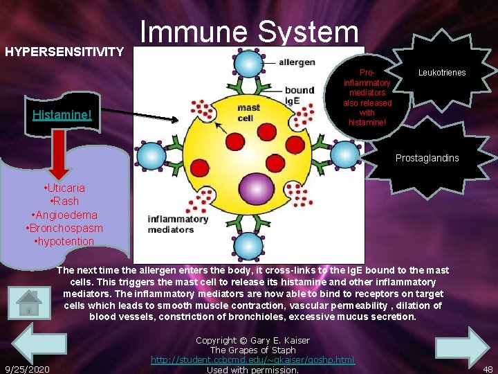 HYPERSENSITIVITY Histamine! Immune System Proinflammatory mediators also released with histamine! Leukotrienes Prostaglandins • Uticaria