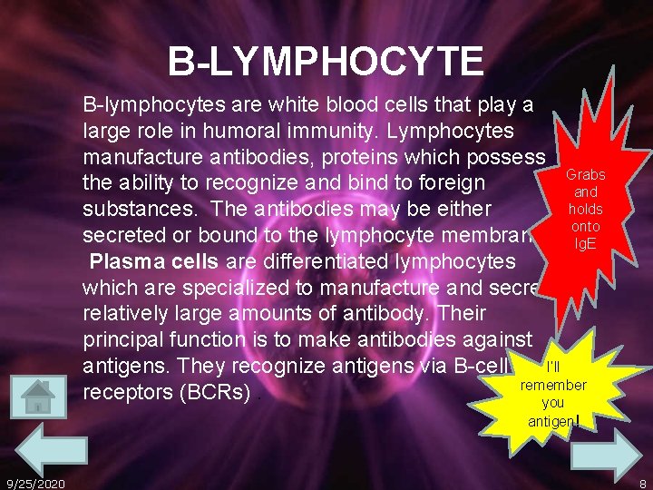 B-LYMPHOCYTE B-lymphocytes are white blood cells that play a large role in humoral immunity.