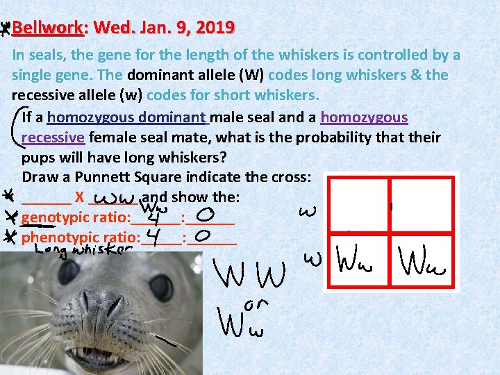 Bellwork: Wed. Jan. 9, 2019 In seals, the gene for the length of the