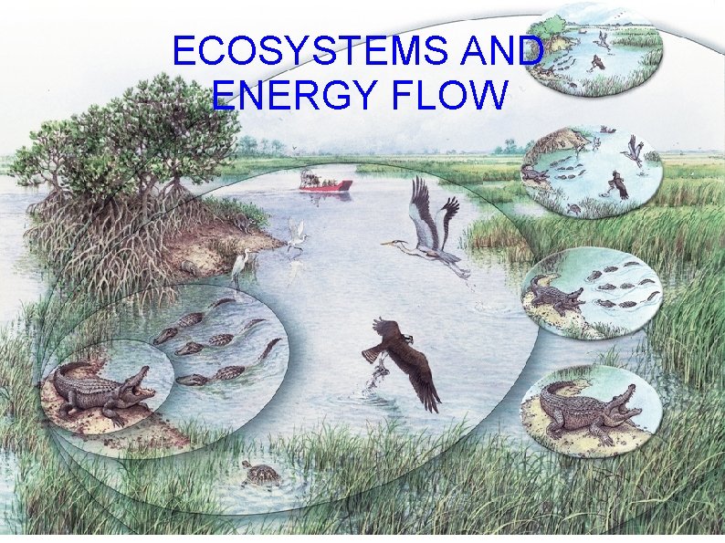 ECOSYSTEMS AND ENERGY FLOW 