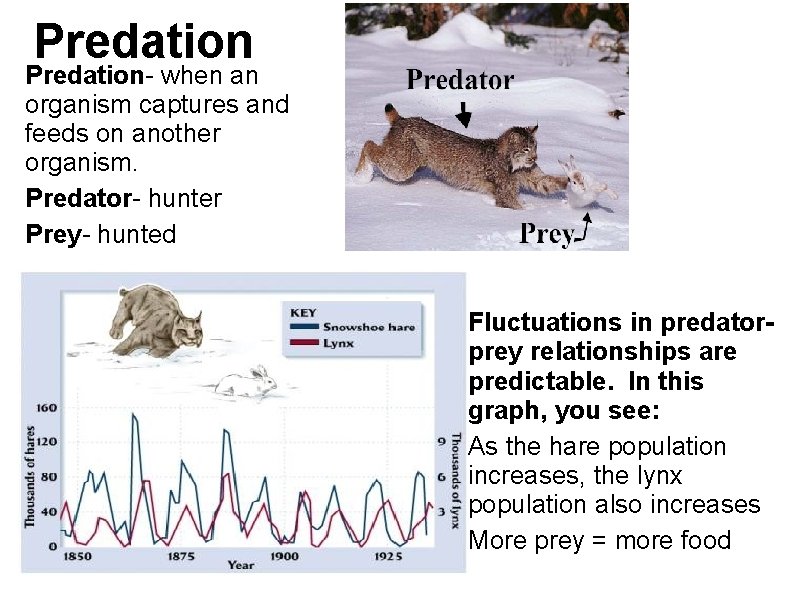 Predation- when an organism captures and feeds on another organism. Predator- hunter Prey- hunted