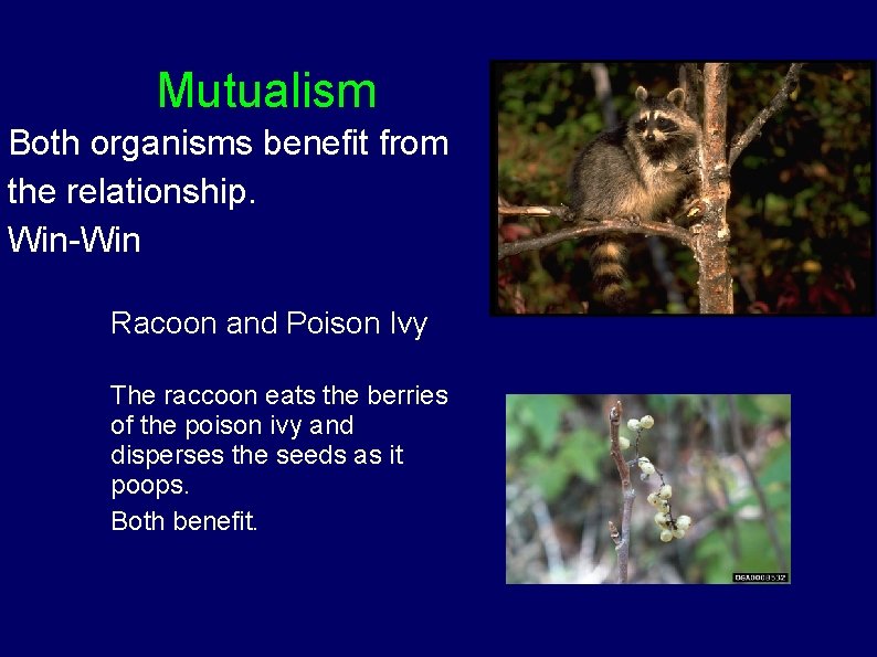 Mutualism Both organisms benefit from the relationship. Win-Win Racoon and Poison Ivy The raccoon