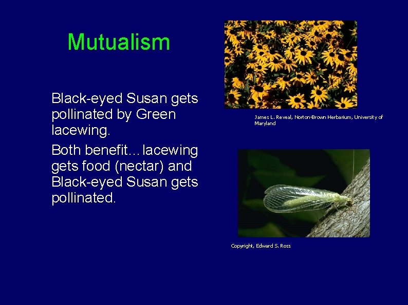 Mutualism Black-eyed Susan gets pollinated by Green lacewing. Both benefit…lacewing gets food (nectar) and