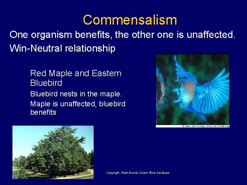 Commensalism One organism benefits, the other one is unaffected. Win-Neutral relationship Red Maple and