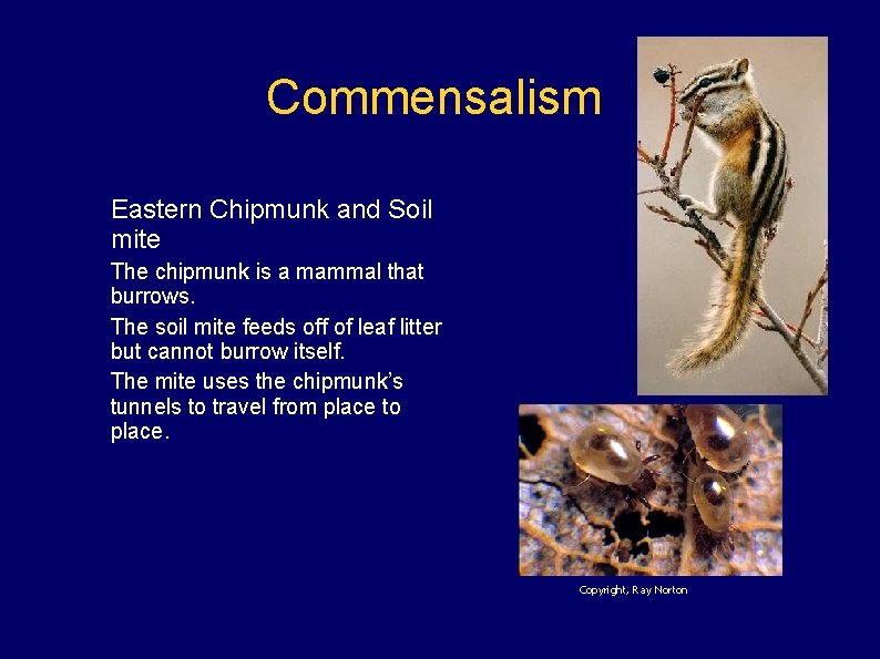 Commensalism Eastern Chipmunk and Soil mite The chipmunk is a mammal that burrows. The