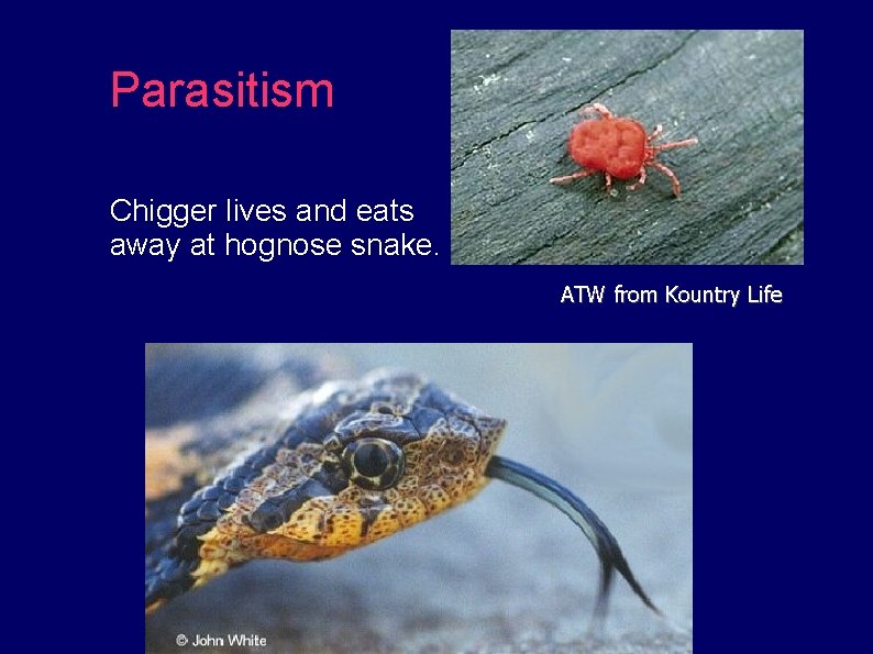 Parasitism Chigger lives and eats away at hognose snake. ATW from Kountry Life 
