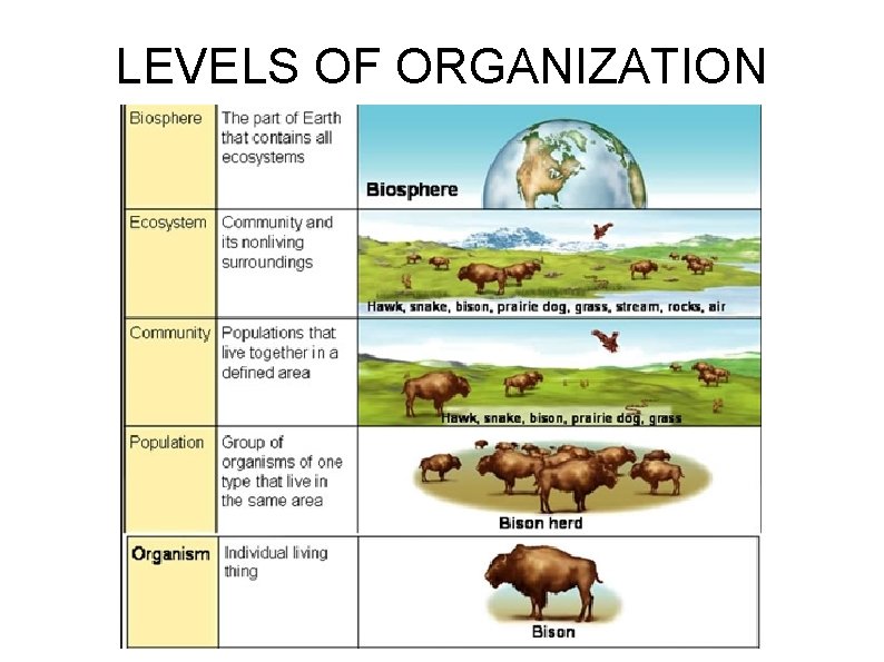 LEVELS OF ORGANIZATION 