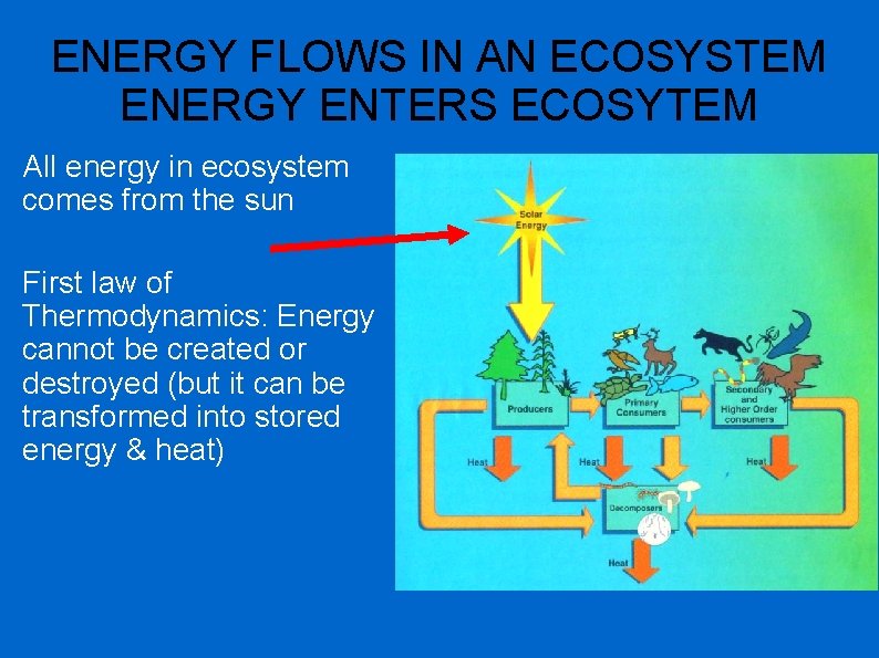 ENERGY FLOWS IN AN ECOSYSTEM ENERGY ENTERS ECOSYTEM All energy in ecosystem comes from