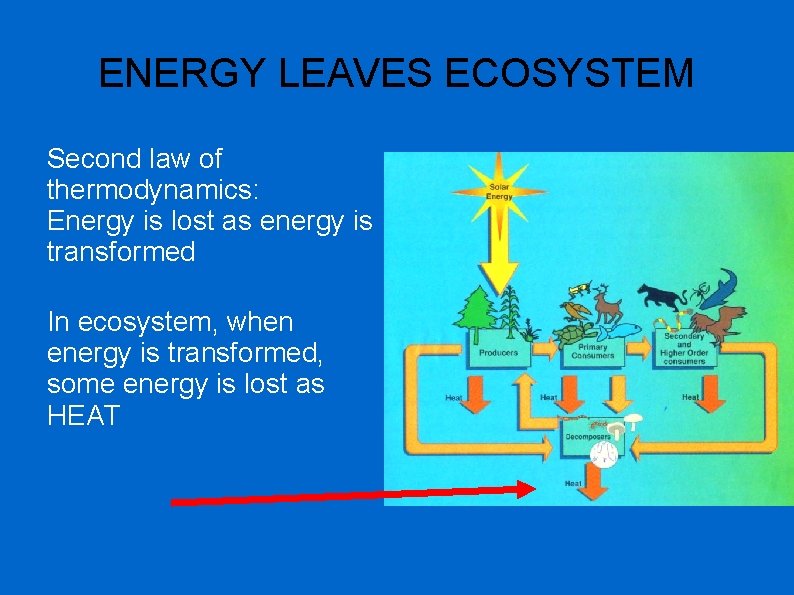 ENERGY LEAVES ECOSYSTEM Second law of thermodynamics: Energy is lost as energy is transformed