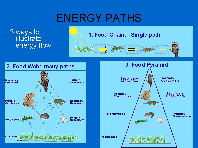 ENERGY PATHS 3 ways to illustrate energy flow 2. Food Web: many paths 1.