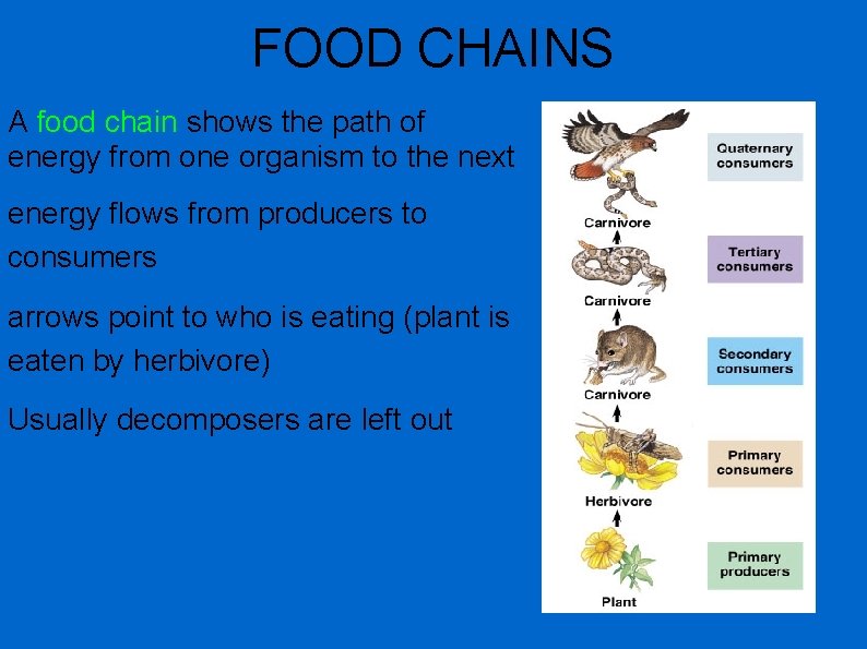 FOOD CHAINS A food chain shows the path of energy from one organism to