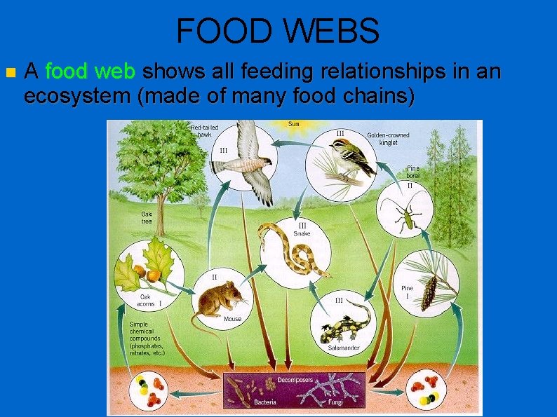 FOOD WEBS A food web shows all feeding relationships in an ecosystem (made of