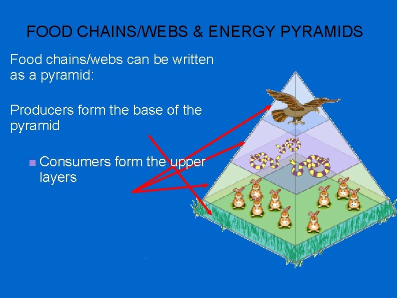 FOOD CHAINS/WEBS & ENERGY PYRAMIDS Food chains/webs can be written as a pyramid: Producers