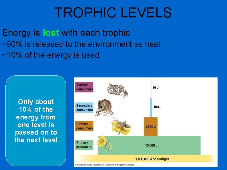 TROPHIC LEVELS Energy is lost with each trophic ~90% is released to the environment