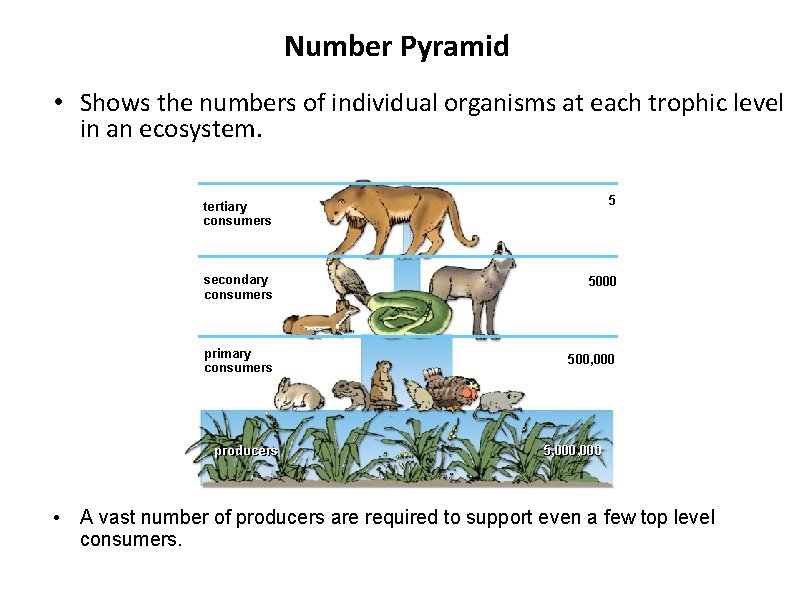 Number Pyramid • Shows the numbers of individual organisms at each trophic level in