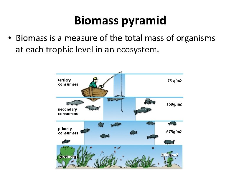 Biomass pyramid • Biomass is a measure of the total mass of organisms at