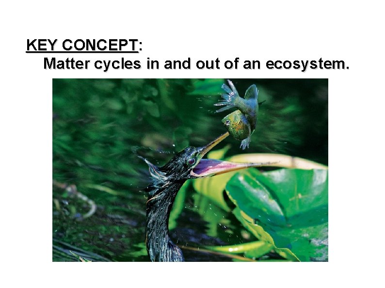 KEY CONCEPT: Matter cycles in and out of an ecosystem. 