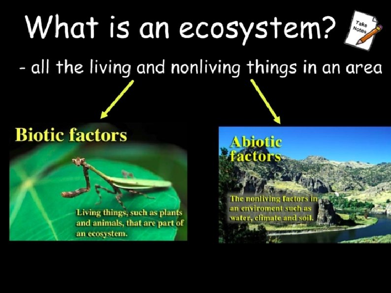 What Makes Up An Ecosystem? 