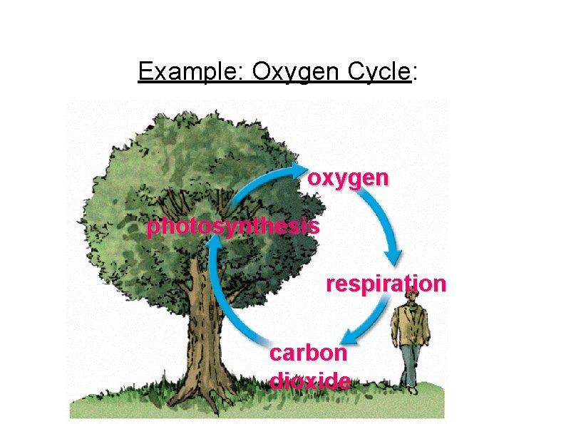 Example: Oxygen Cycle: oxygen photosynthesis respiration carbon dioxide 