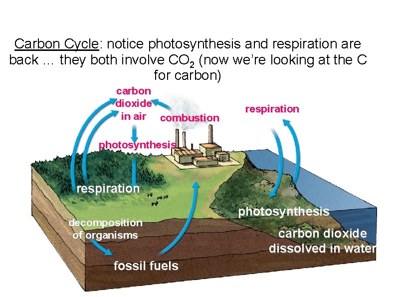 Carbon Cycle: notice photosynthesis and respiration are back … they both involve CO 2