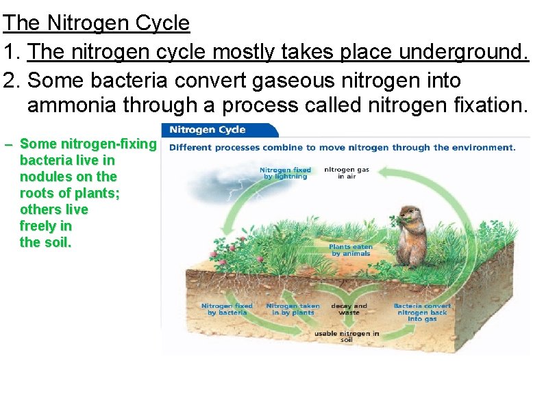 The Nitrogen Cycle 1. The nitrogen cycle mostly takes place underground. 2. Some bacteria