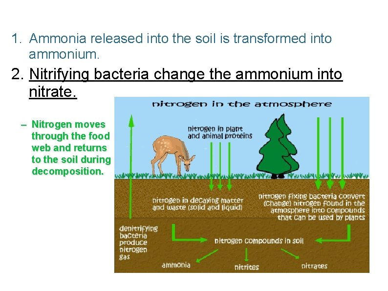 1. Ammonia released into the soil is transformed into ammonium. 2. Nitrifying bacteria change