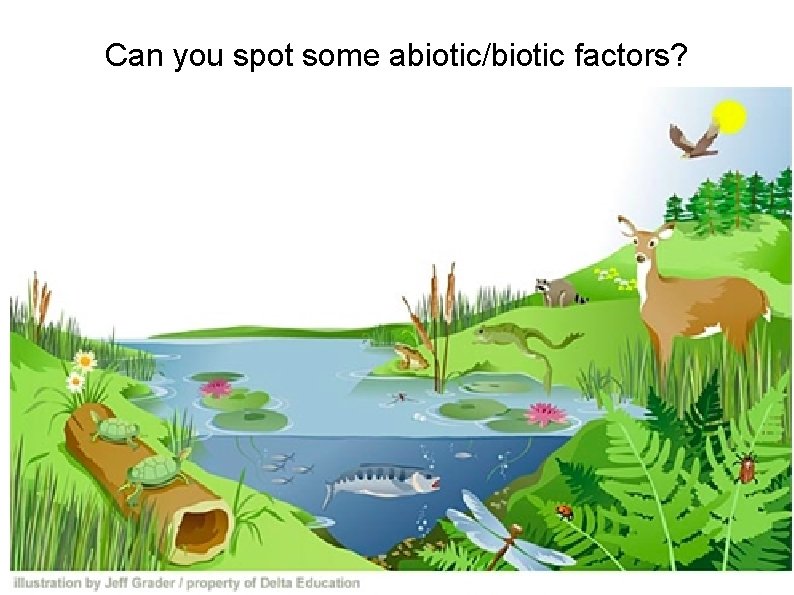 Can you spot some abiotic/biotic factors? 