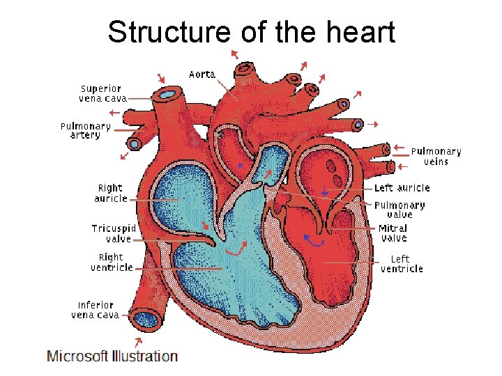 Structure of the heart 