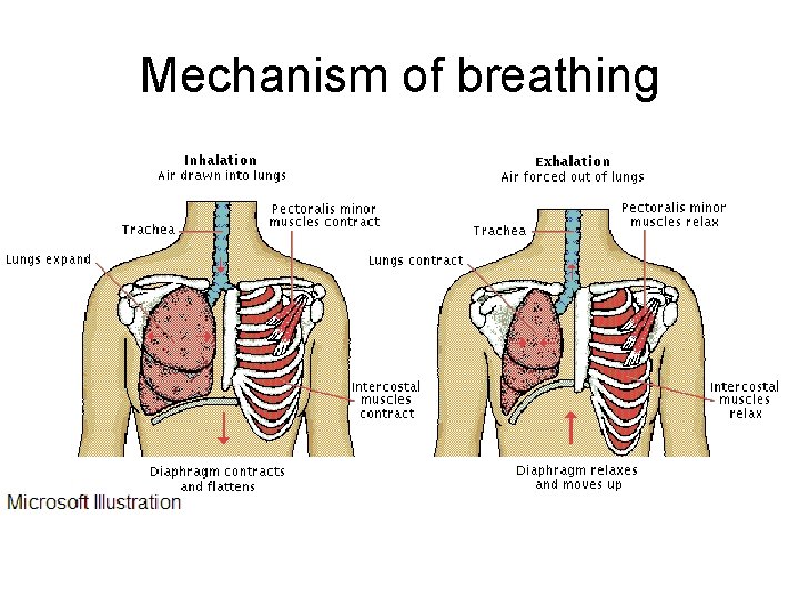 Mechanism of breathing 