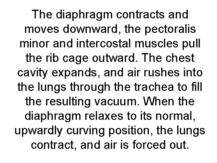 The diaphragm contracts and moves downward, the pectoralis minor and intercostal muscles pull the