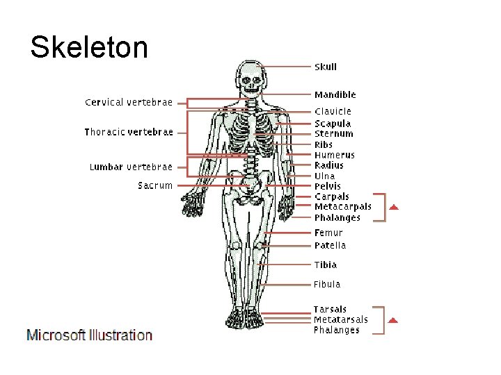 Skeleton 