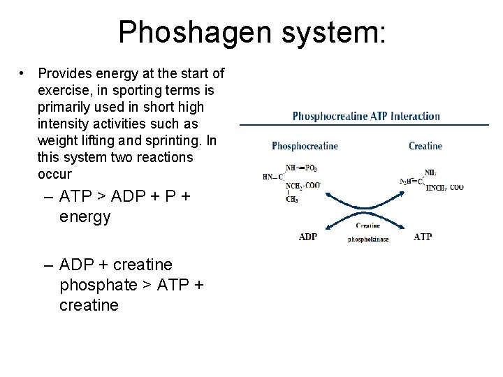 Phoshagen system: • Provides energy at the start of exercise, in sporting terms is