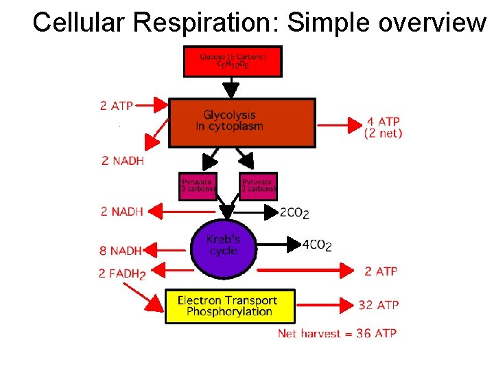 Cellular Respiration: Simple overview 