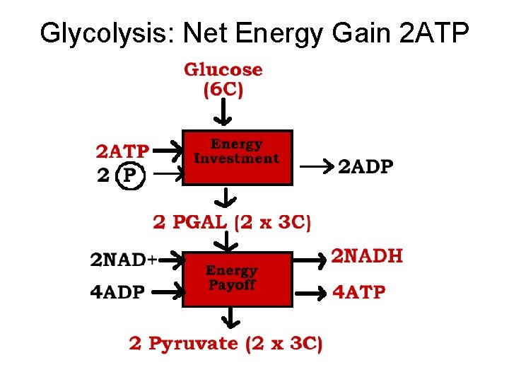 Glycolysis: Net Energy Gain 2 ATP 