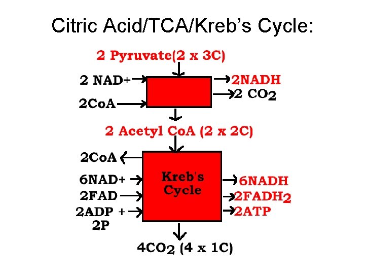 Citric Acid/TCA/Kreb’s Cycle: 