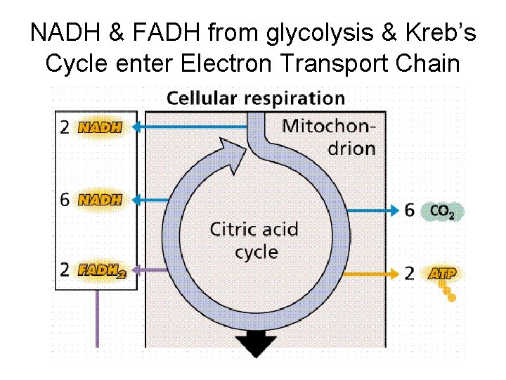 NADH & FADH from glycolysis & Kreb’s Cycle enter Electron Transport Chain 