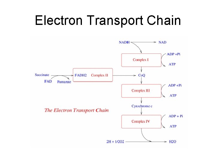Electron Transport Chain 