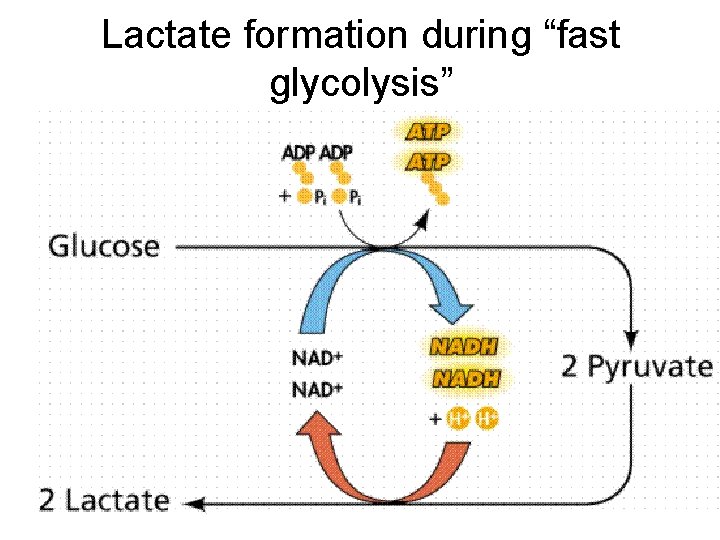 Lactate formation during “fast glycolysis” 